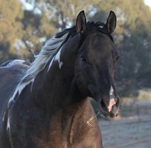 Paint Horses